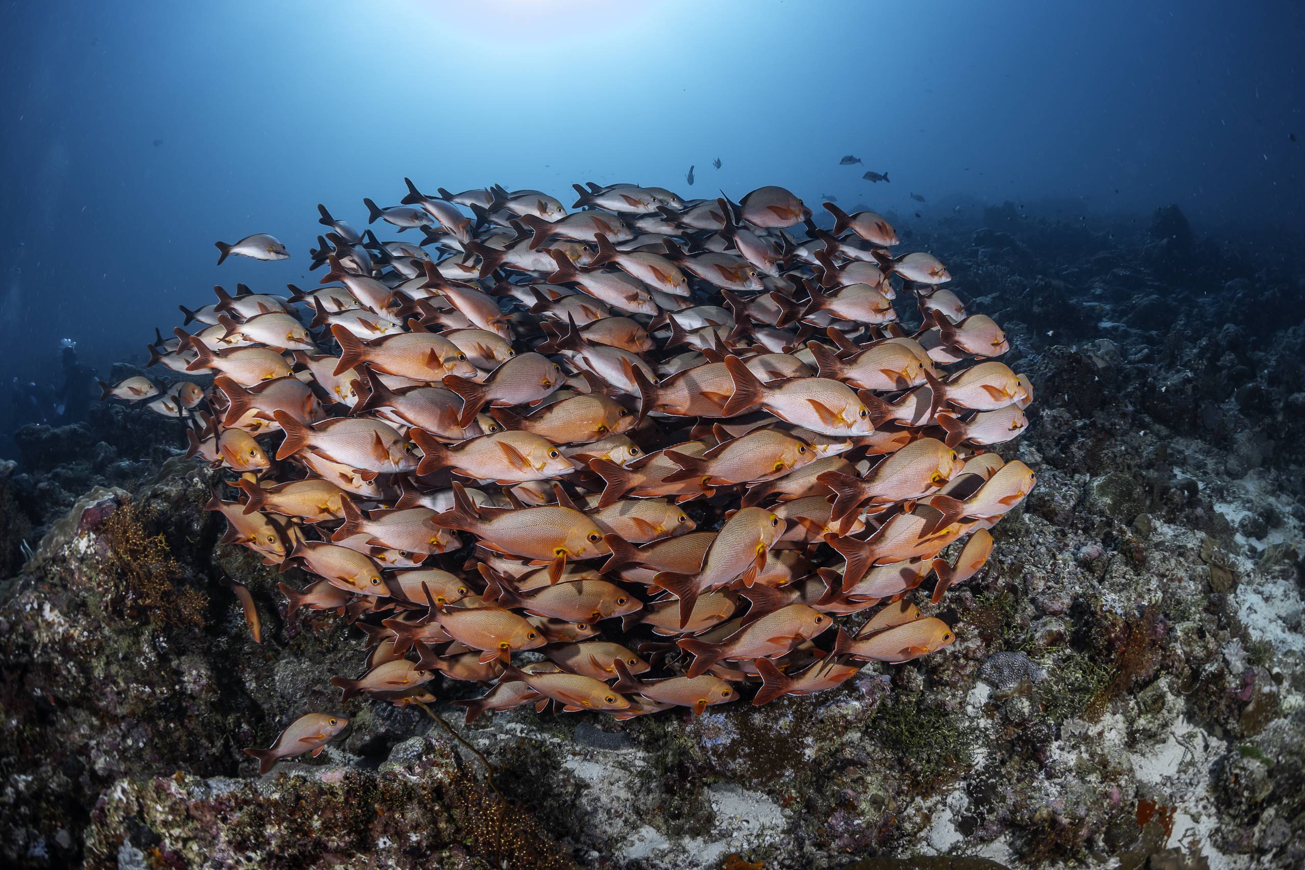 North Male Atoll